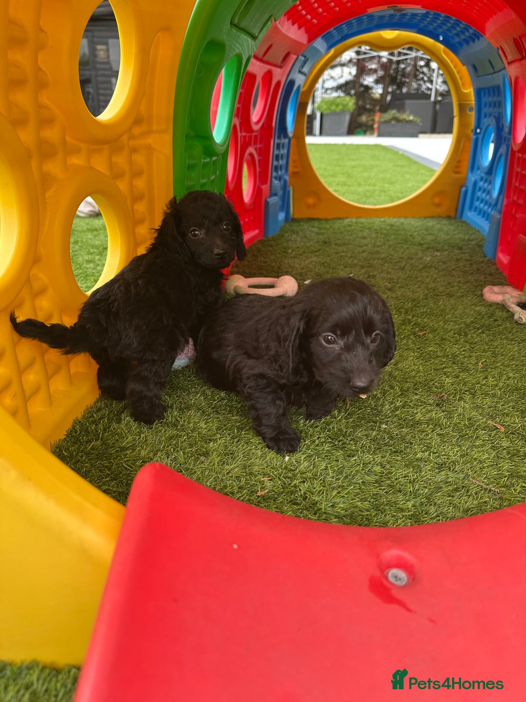 Mixed Breed dogs for sale: Stunning Daxipoo both parents kc,  health tested - Image 6