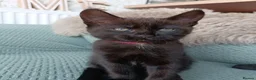Maine Coon cats for sale: Maincoon X twin girls  - Advert 12