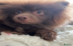Pomeranian dogs for sale: Adorable pair of 1 year old Pomeranian boys!  - Image 17