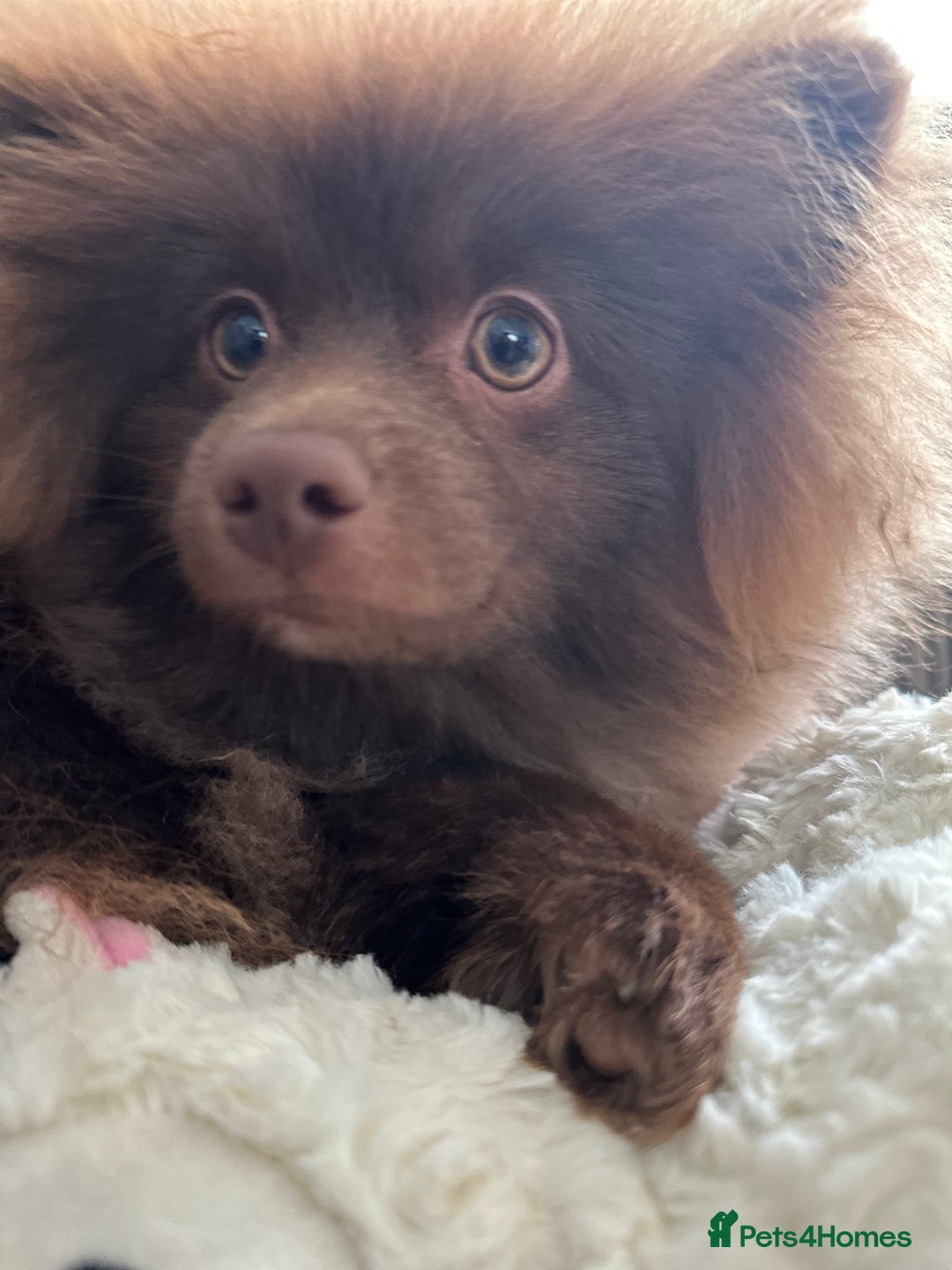 Pomeranian dogs for sale: Adorable pair of 1 year old Pomeranian boys!  - Image 17