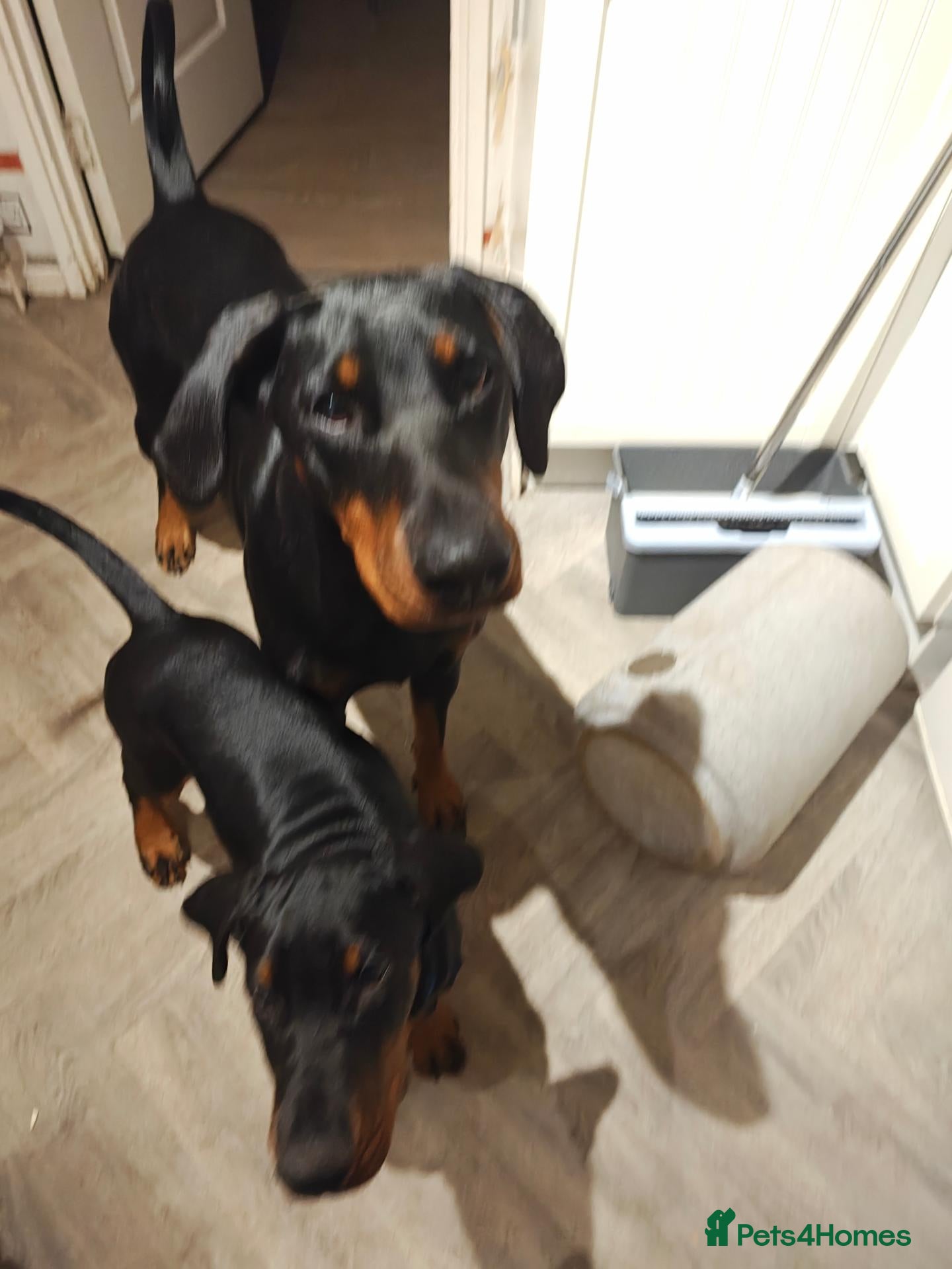 Dobermann dogs for sale: KC registered puppies  - Advert 4