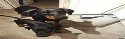 Dobermann dogs for sale: KC registered puppies  - Advert 1