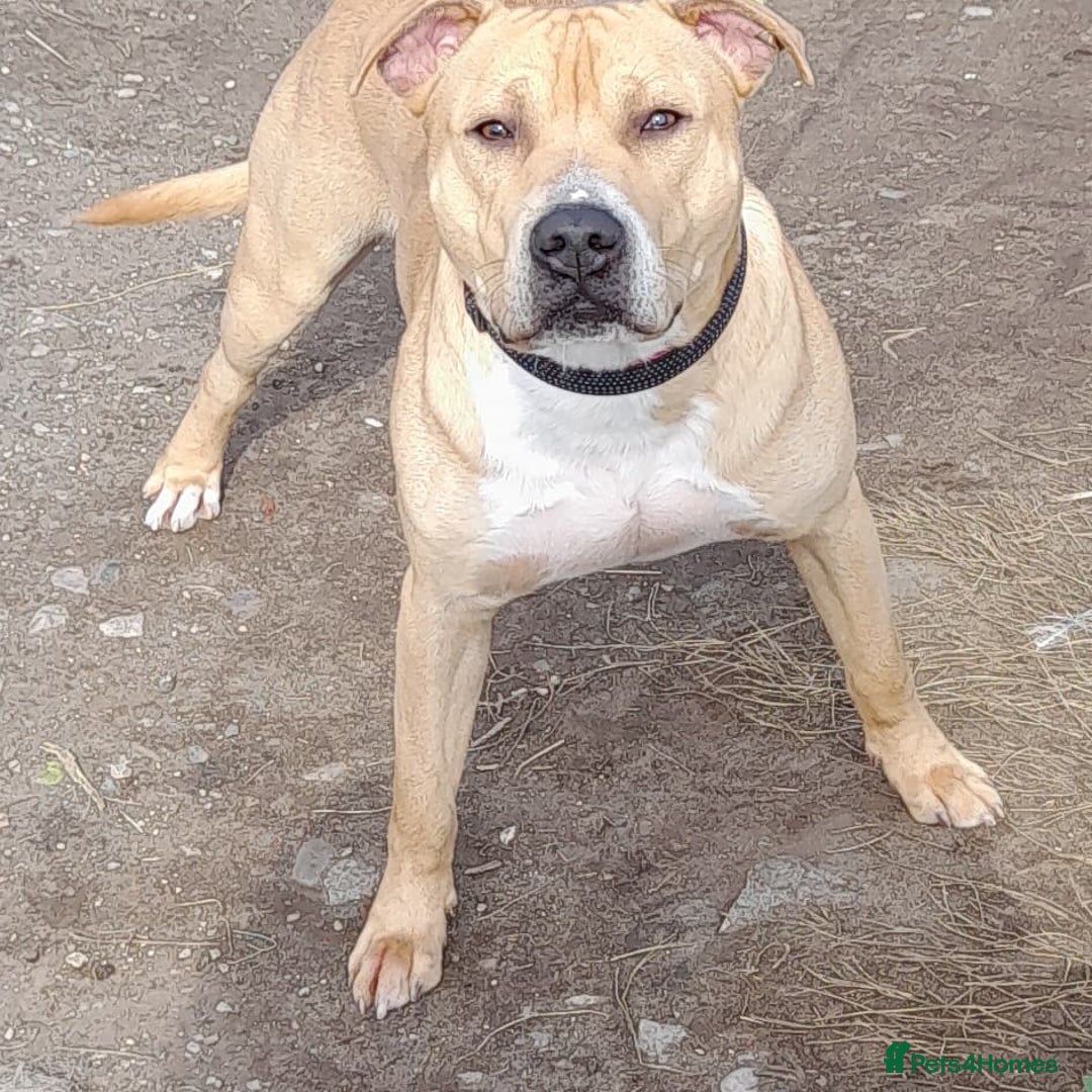 Mixed Breed dogs for sale: Bully cross pups - Image 4