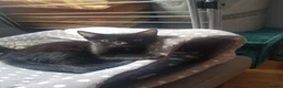 European cats for sale: Four Kittens Looking for Their Forever Homes  - Advert 3