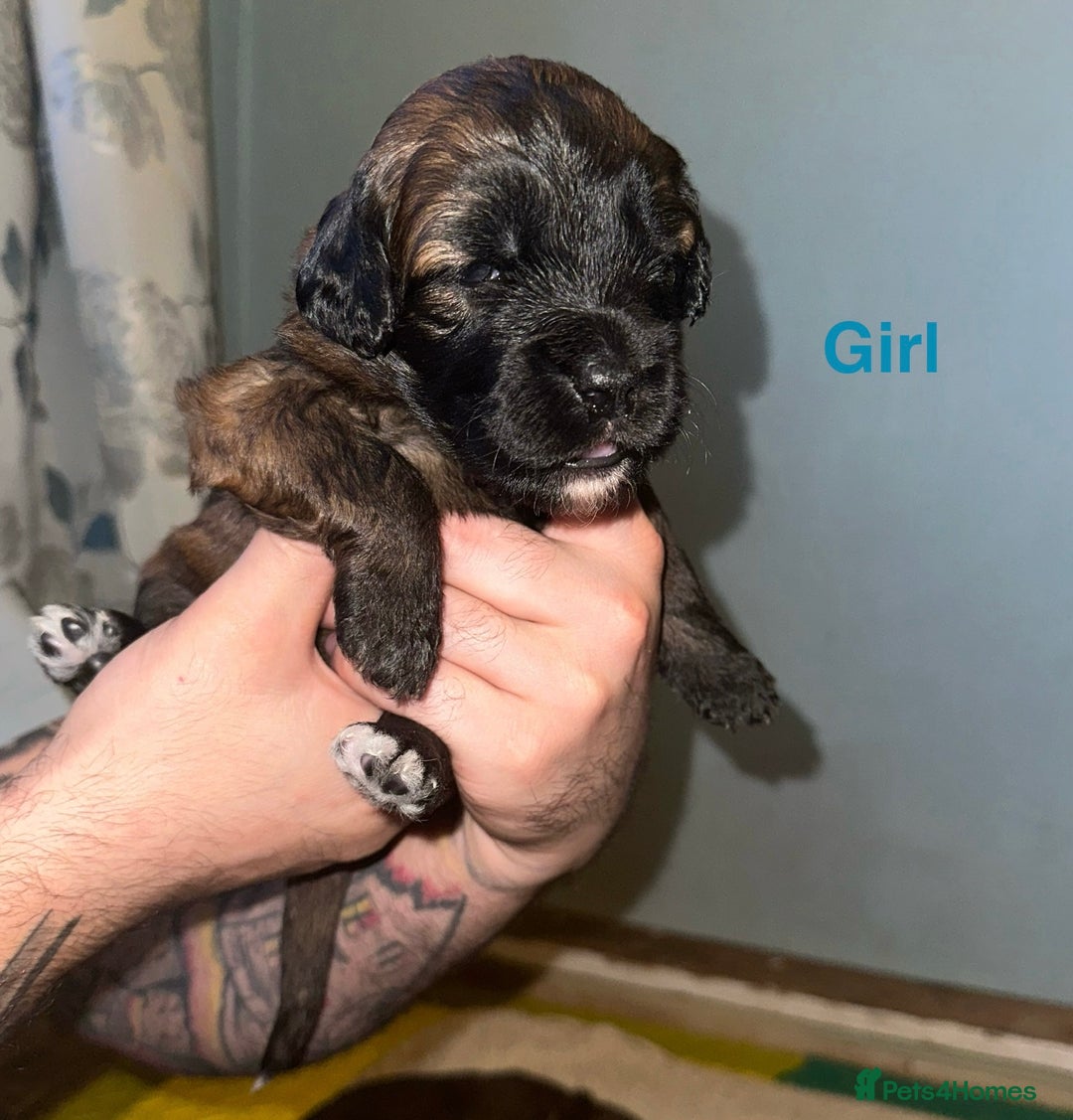 Mixed Breed dogs for sale: F1 Saint Berdoodles - Image 10