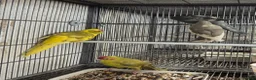 Mixed Breed birds for sale: Cage n aviary birds  - Advert 14