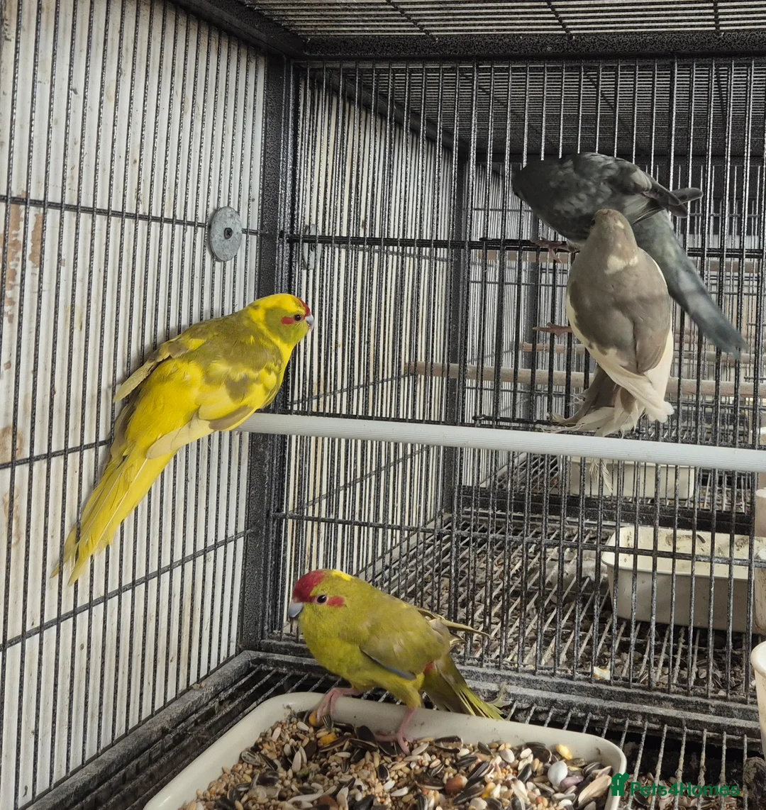 Mixed Breed birds for sale: Cage n aviary birds  - Advert 14