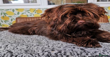 Yorkshire Terrier dogs - Advert 2