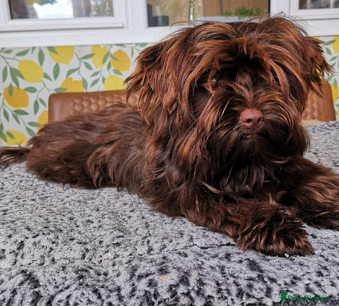 Yorkshire Terrier dogs for sale: Stunning chocolate Yorkie girl, 6 months - Image 3
