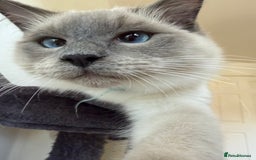 Ragdoll cats for sale: Ragdoll Kittens Looking for Their Forever Homes  - Image 13