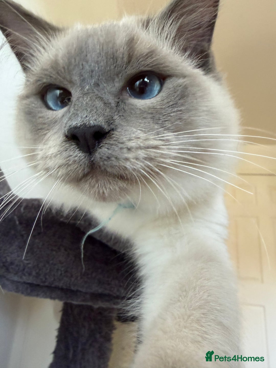 Ragdoll cats for sale: Ragdoll Kittens Looking for Their Forever Homes  - Image 13