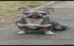 French Bulldog dogs for sale: Beautiful Well Bred French Bulldogs  - Image 10