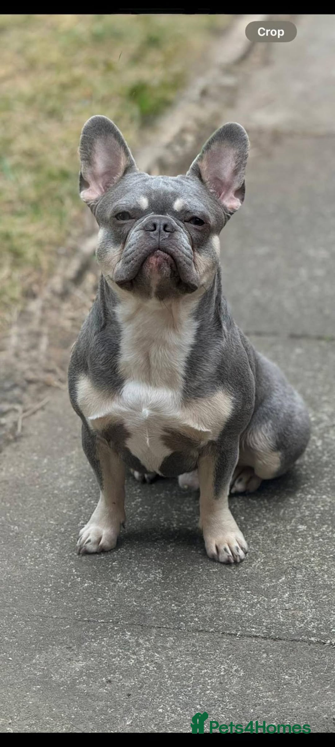 French Bulldog dogs for sale: Beautiful Well Bred French Bulldogs  - Image 10