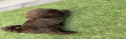 Shih Tzu dogs for sale: Stunning Solid Chocolate Kc Imperial Pups - Advert 16