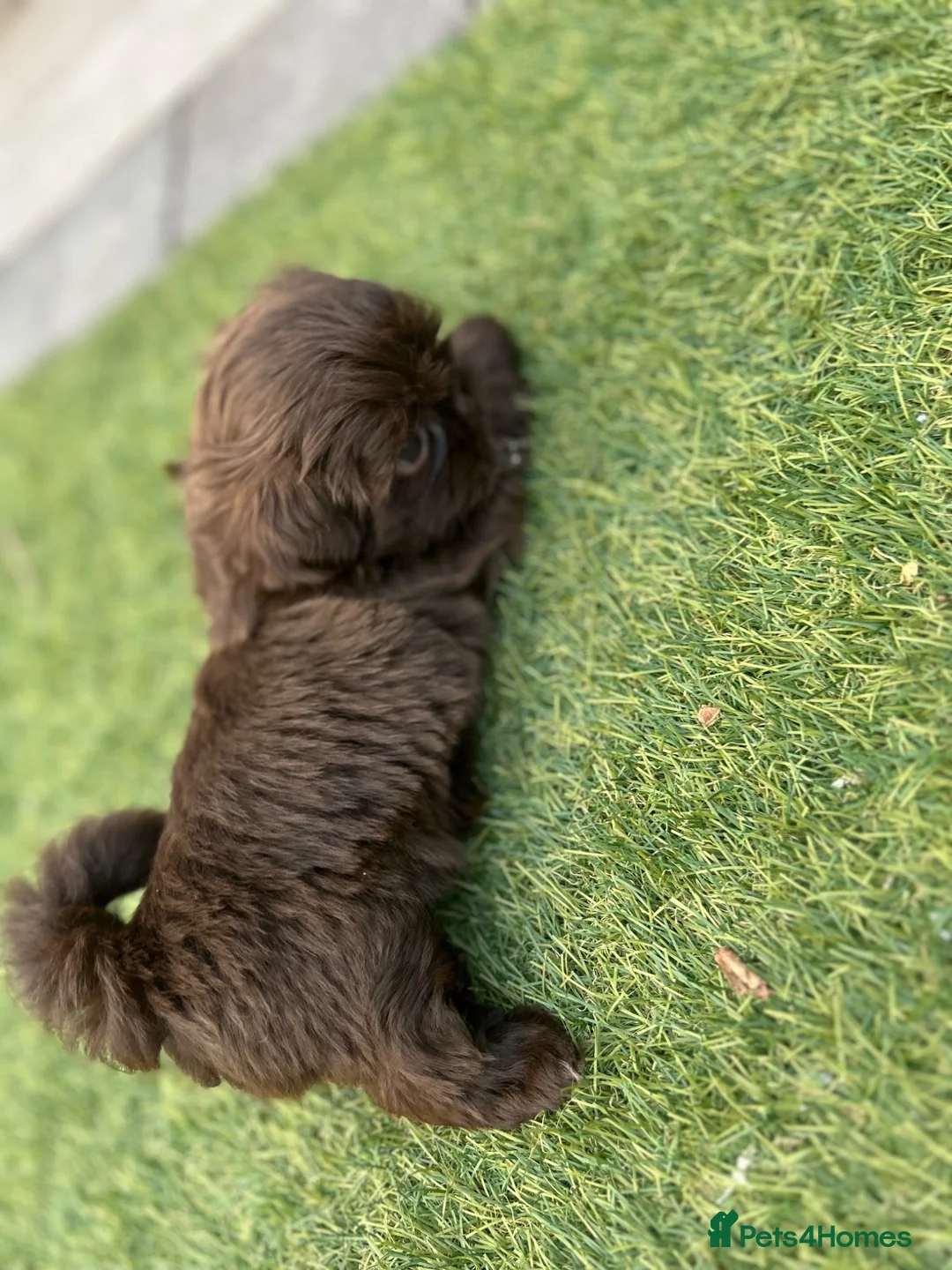 Shih Tzu dogs for sale: Stunning Solid Chocolate Kc Imperial Pups - Advert 16