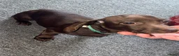 Miniature Dachshund dogs for sale: Chocolate miniature dachshund in Nuneaton - Advert 1