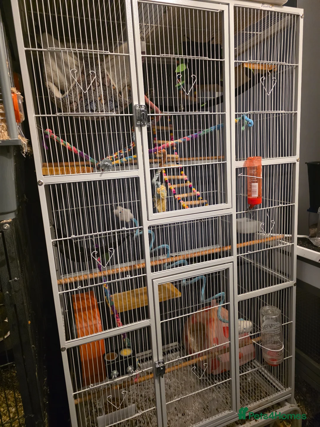 Sugar Glider rodents for sale: Sugar gliders - Advert 5