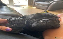 Pug dogs for sale: Black Pug named Bob 2 years 6 months to rehome - Image 5
