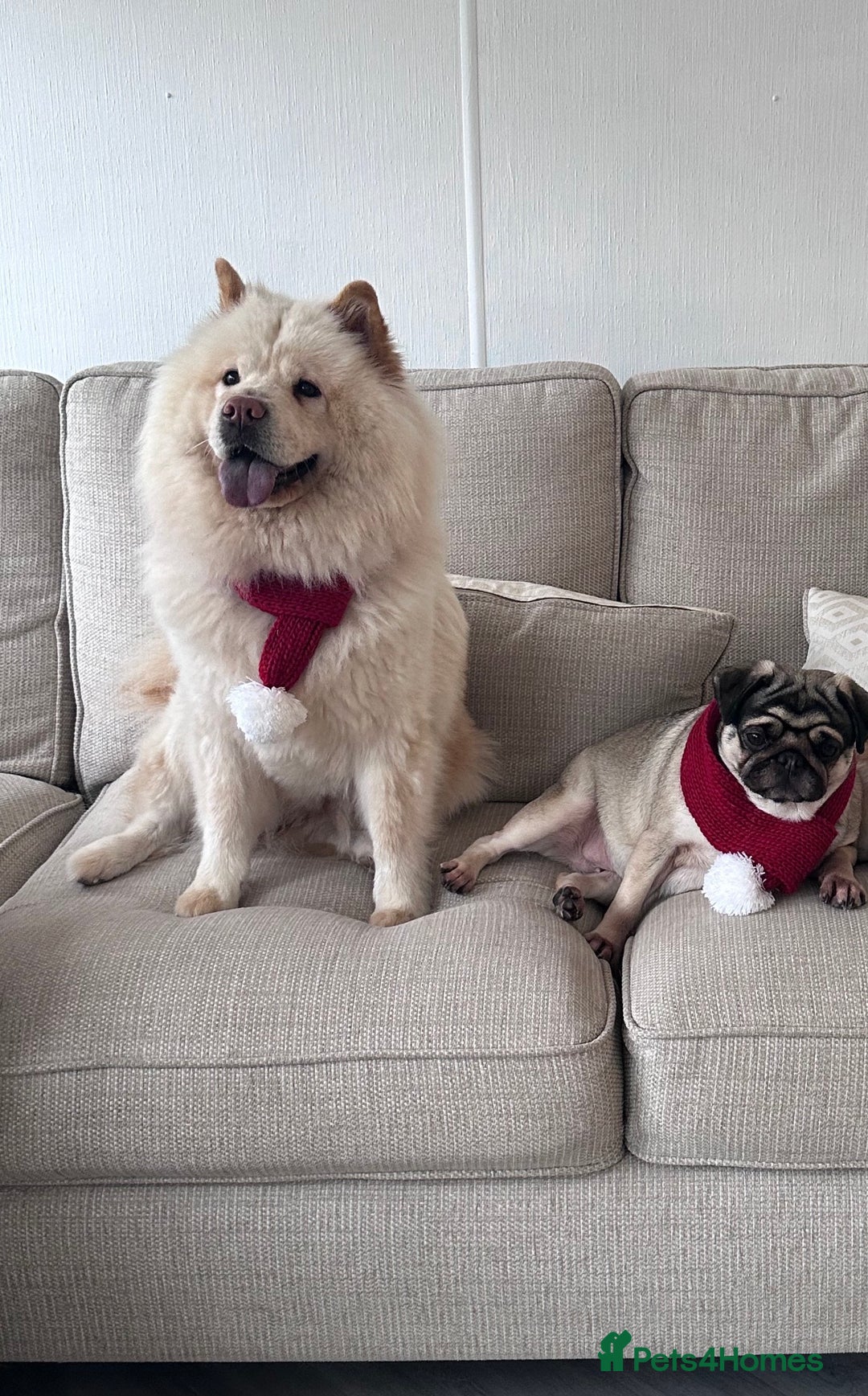 Mixed Breed dogs for sale: Rehoming - Chow Chow & two Pugs  - Advert 2