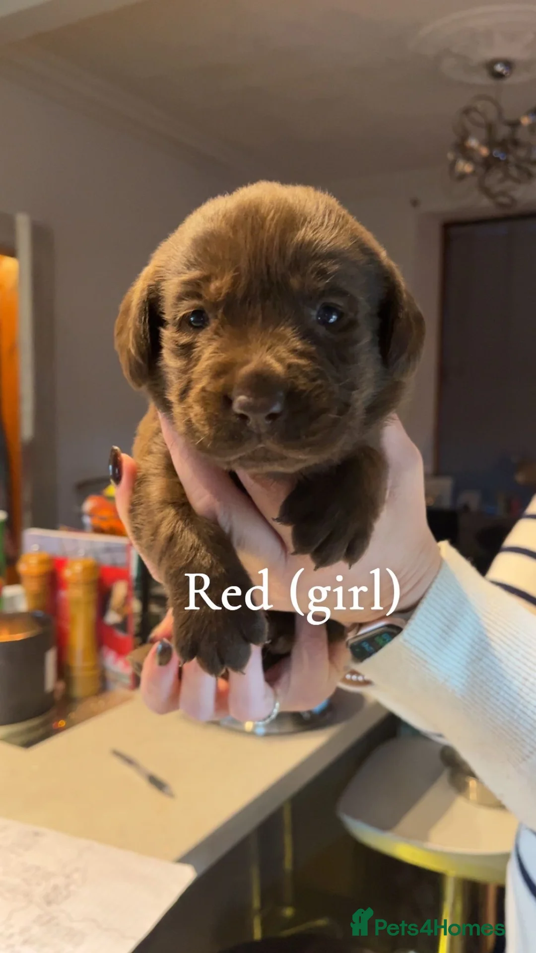 Labrador Retriever dogs for sale: Chocolate lab puppies  - Advert 7