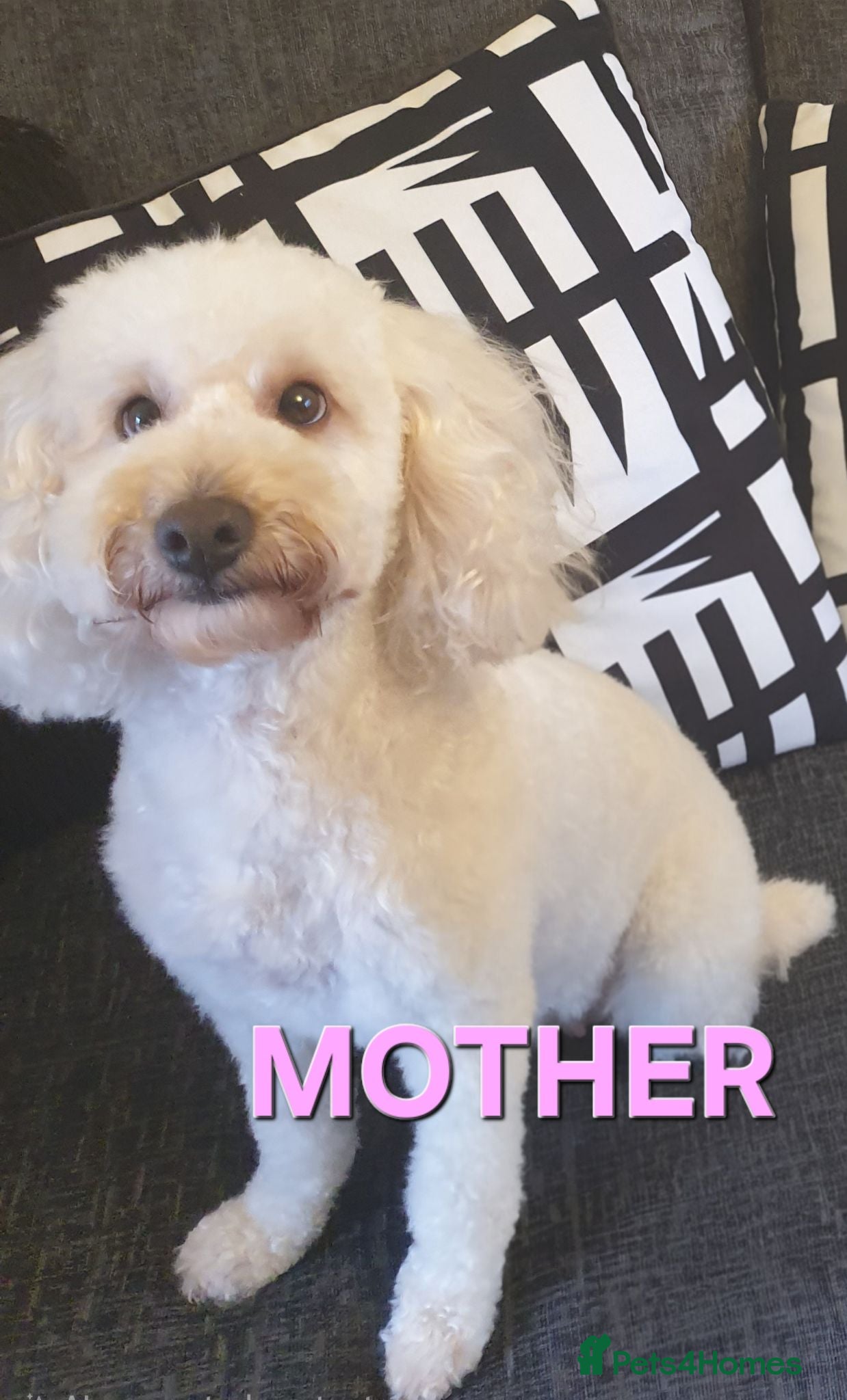 Poochon dogs Poochon 3 girls 2 boys F1b - Advert 3