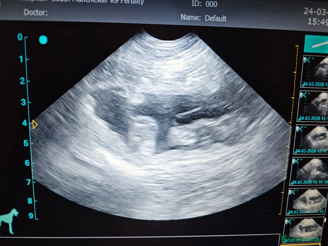 Mixed Breed dogs for sale: Cane Corso x Performance Mastiff in Stockport - Advert 13