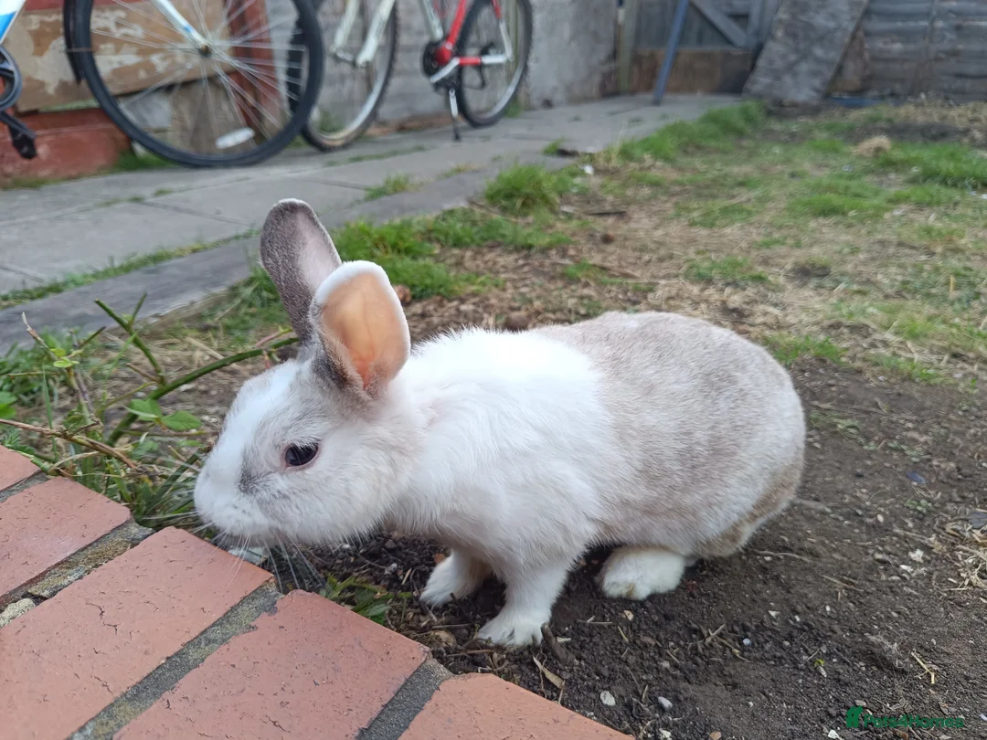 Dutch rabbits for sale: Darling Beautiful Girl - Advert 2