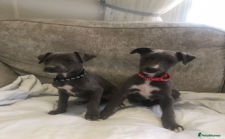 Whippet dogs - Advert 1