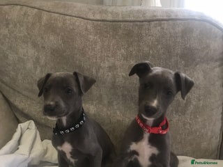 Whippet dogs - Advert 1