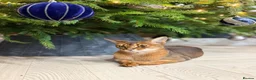 Mixed Breed cats for sale: Exceptional Abyssinian Cross Girl  - Advert 4