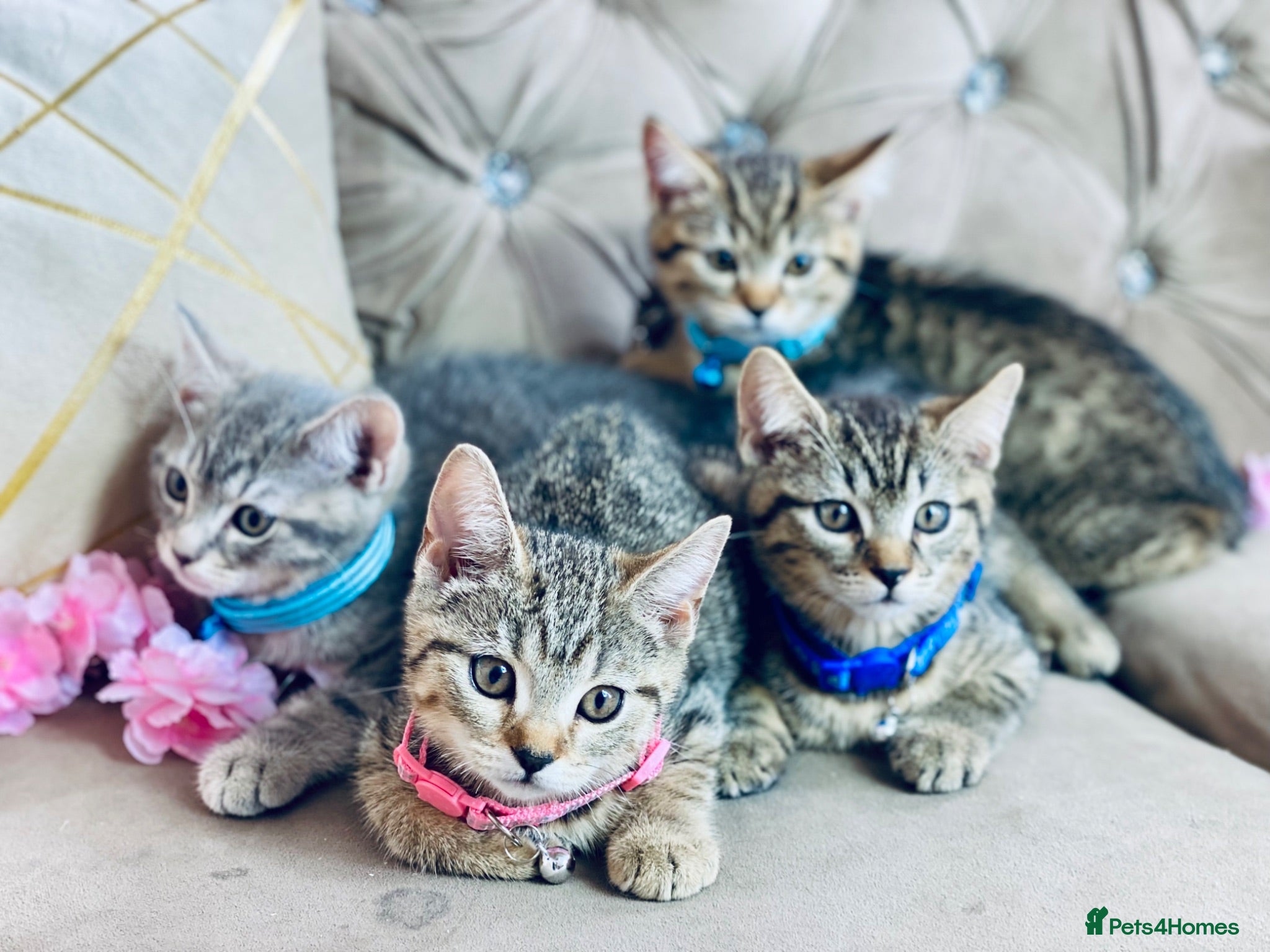 British Shorthair cats British shorthair x tabby kittens  - Advert 2