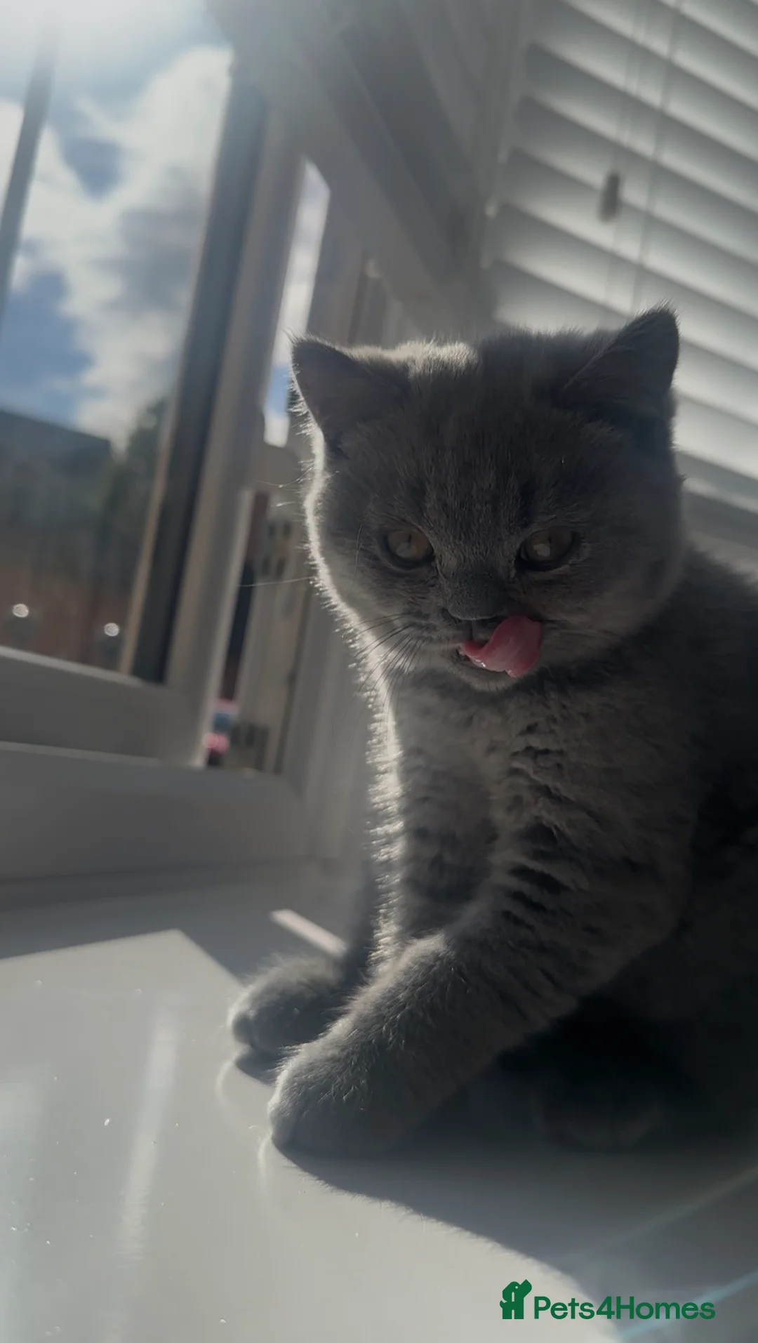 British Shorthair cats for sale: British Blue kittens  - Advert 2