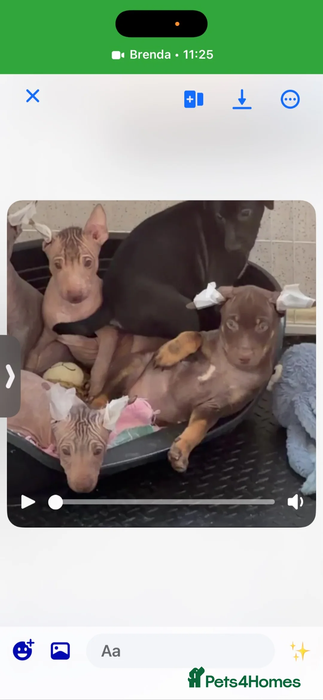Mexican Hairless dogs for sale: Quality babys - Advert 2