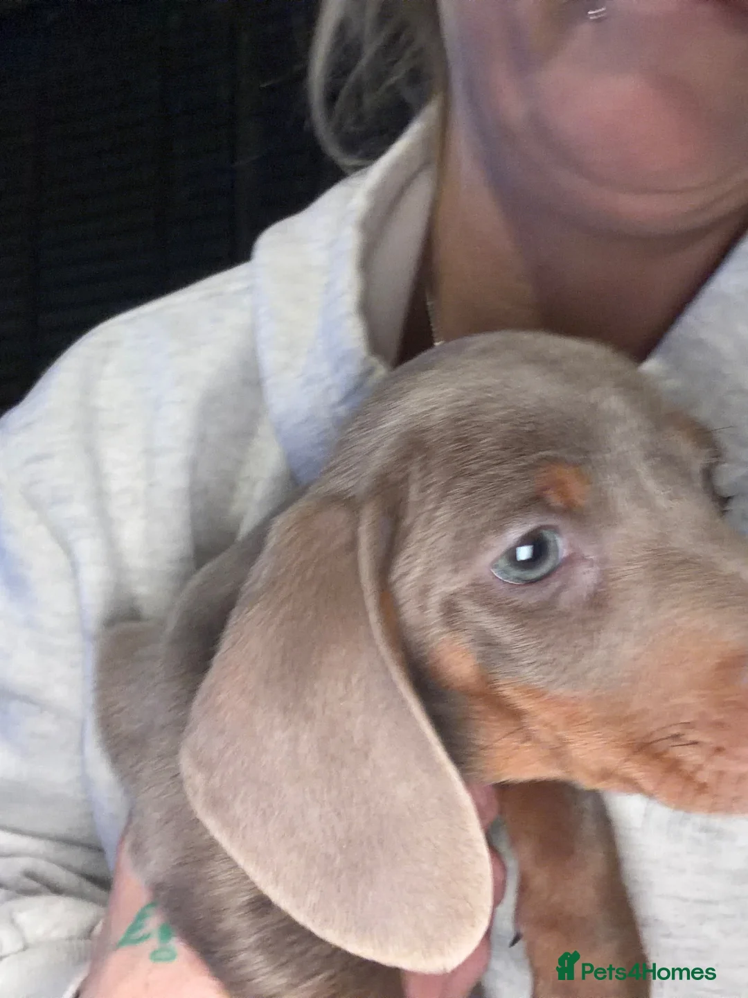 Miniature Dachshund dogs for sale: lilac tan girl Lottie  in Enfield - Advert 1
