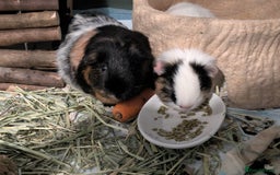 Guinea Pig rodents for sale: Sweet Guinea Pigs Looking for a Loving Home  - Image 1