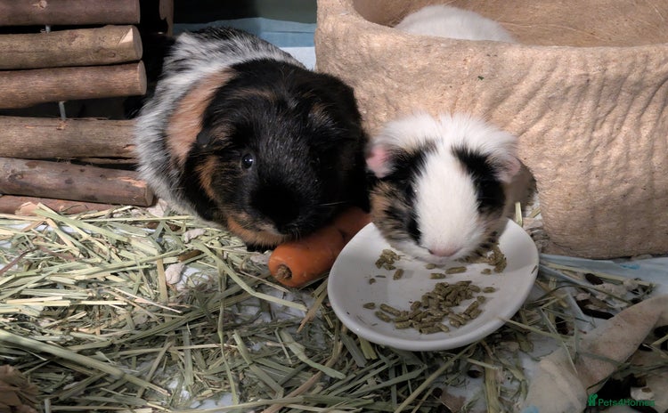 Guinea Pig rodents - Advert 1