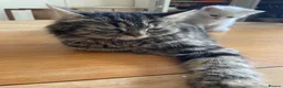 Mixed Breed cats for sale: White mixed breed kitten - Advert 3