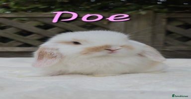 Mini Lop rabbits - Advert 14