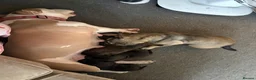 Mixed Breed dogs for sale: Rosie, Cane Corso x American bully - Advert 7