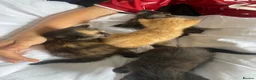 Mixed Breed cats for sale: Beautiful kittens  - Advert 4