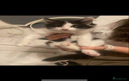 Mixed Breed cats for sale: Beautiful kittens  - Image 3