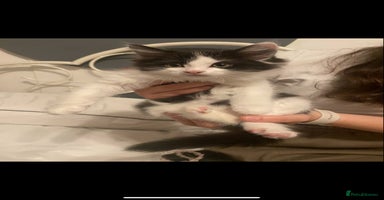 Mixed Breed cats - Advert 5