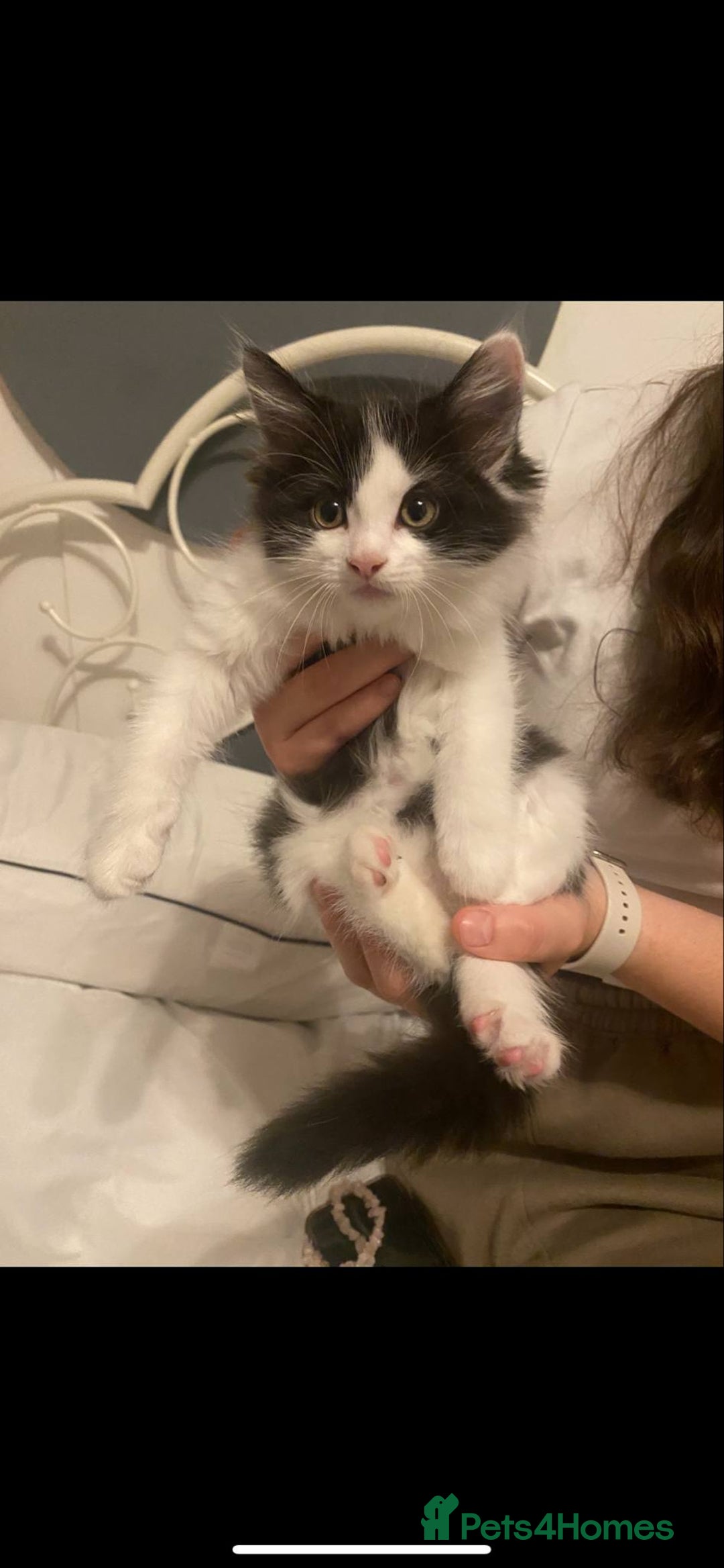 Mixed Breed cats for sale: Beautiful kittens  - Image 3