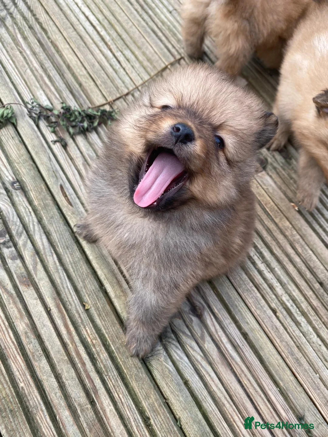 Pomeranian dogs for stud: Teddy is FOR STUD  in Cwmbran - Advert 5