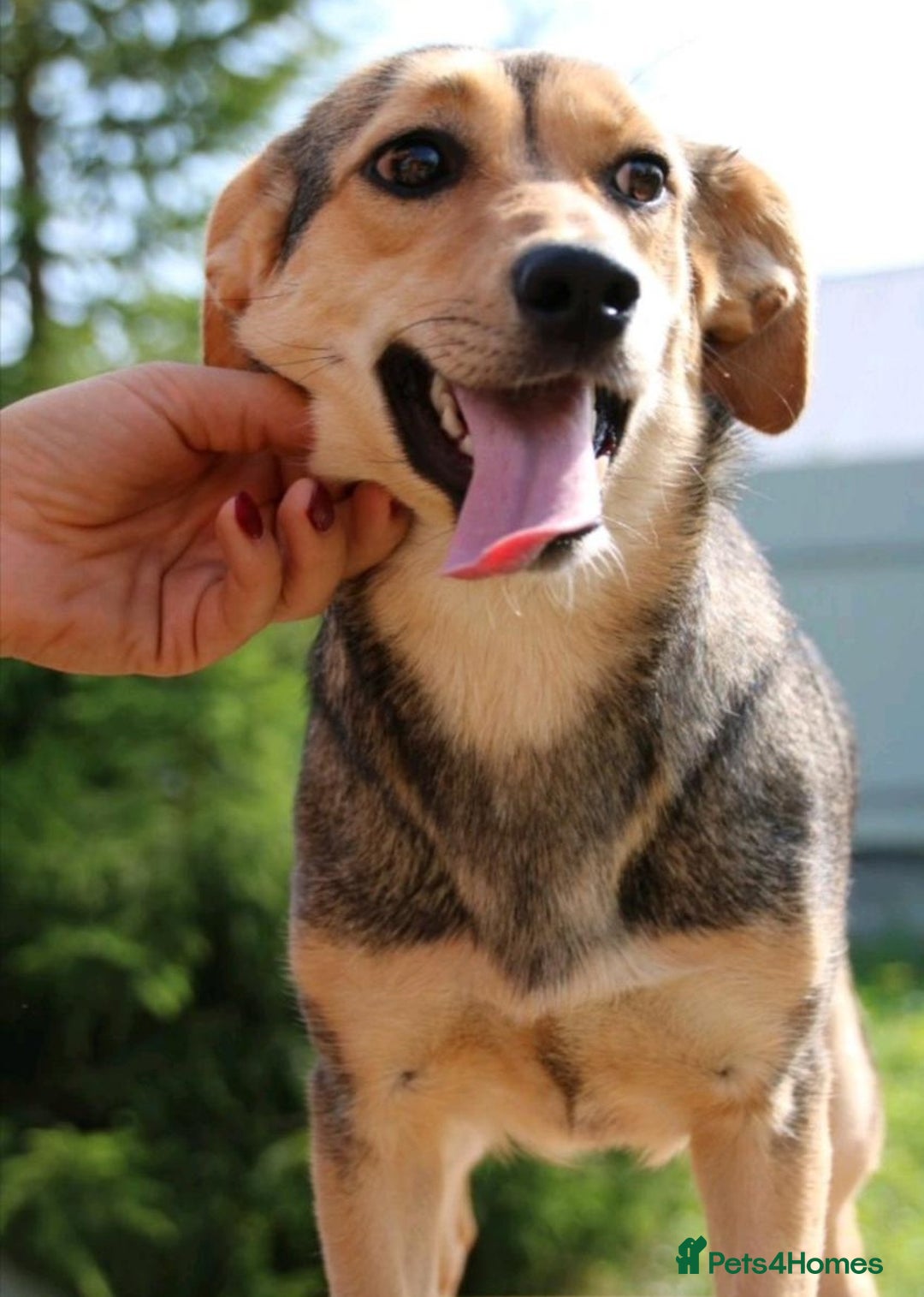 Mixed Breed dogs for adoption: 💖🐶 LOLLY 🐶💖 - Image 12