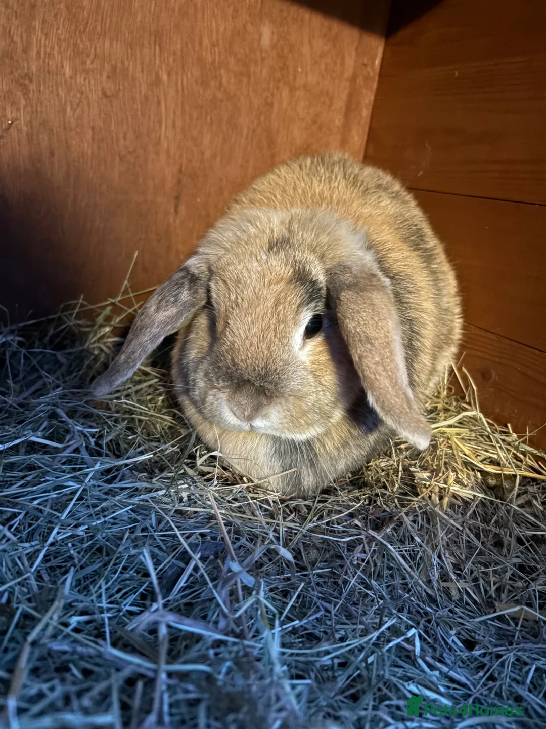 Mini Lop rabbits for sale: Baby Mini Lops  - Advert 10