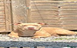 Miniature Bull terrier dogs for sale: Female pocket bully 1 years old  - Image 1