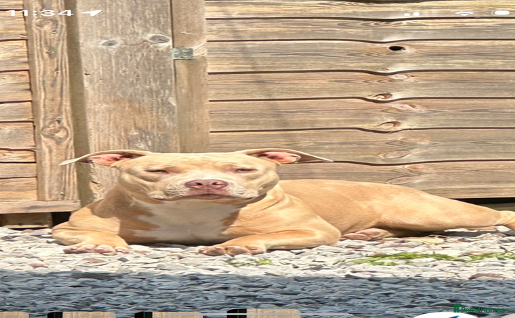 Miniature Bull terrier dogs - Advert 1