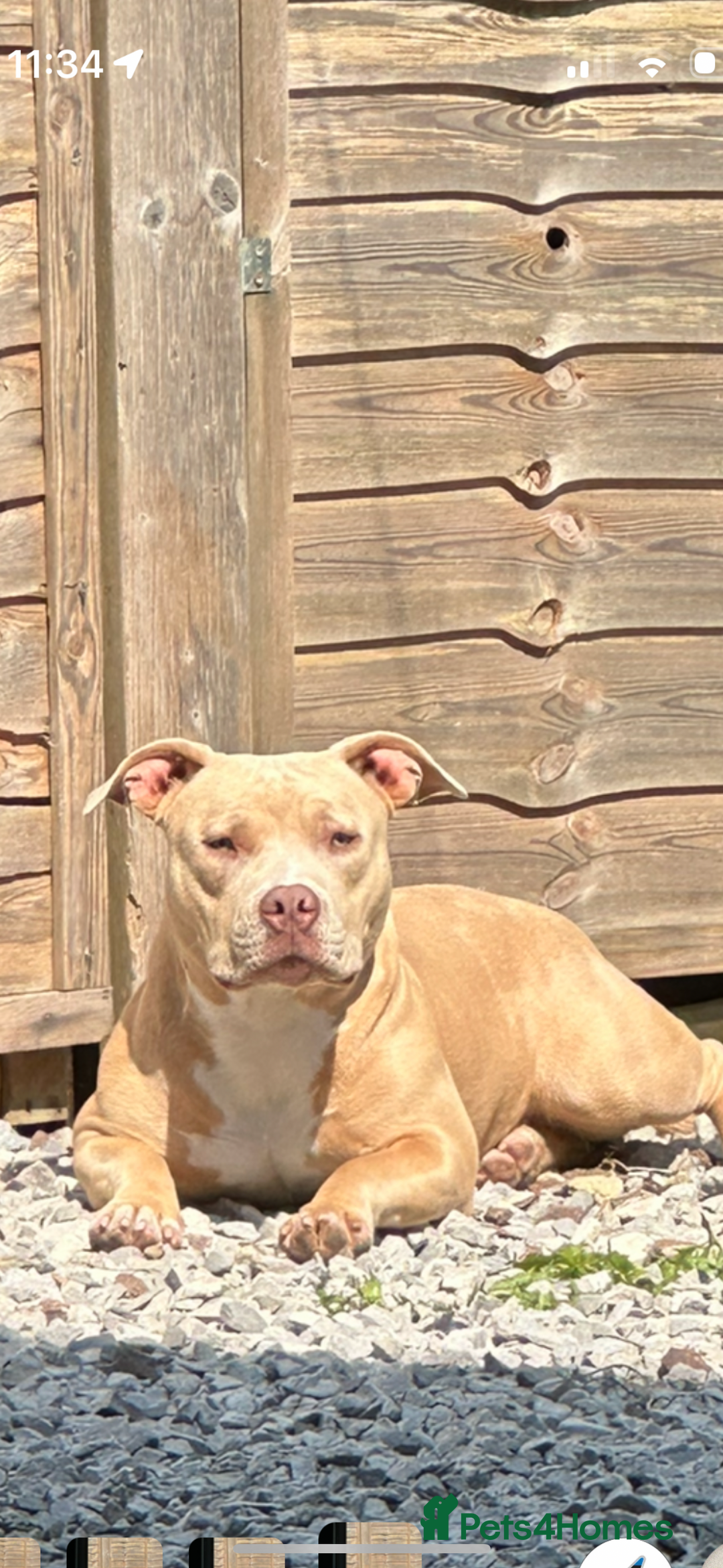 Miniature Bull terrier dogs for sale: Female pocket bully 1 years old  - Image 1