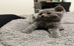 British Shorthair cats for sale: British Shorthair/Scottish Fold Kittens for sale - Image 13